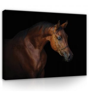 Obraz na plátně: Kůň (4) - 80x60 cm