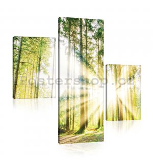 Obraz na plátně: Slunce v lese (2) - set 1ks 80x30 cm a 2ks 37,5x24,8 cm