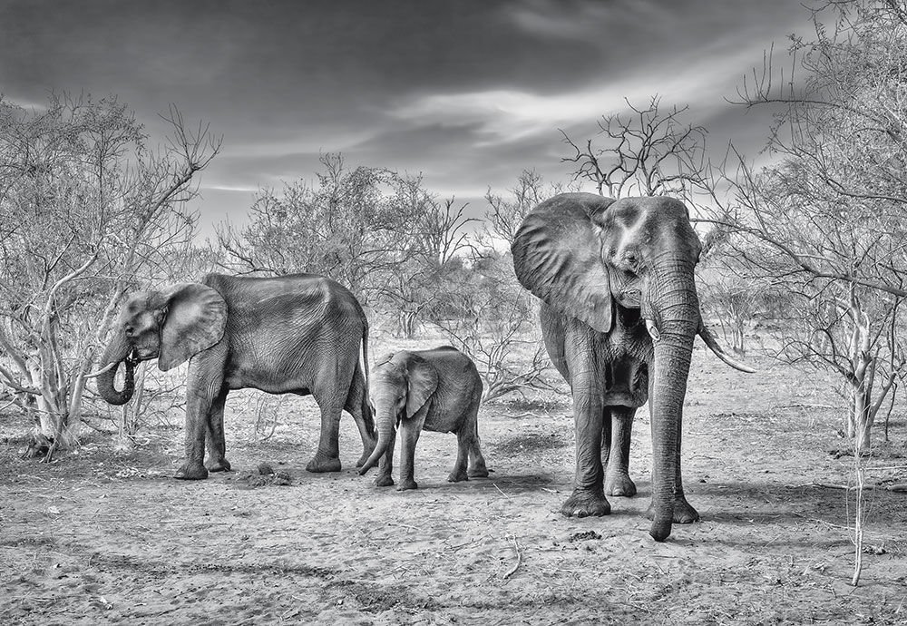 Fototapeta vliesová: Sloní rodinka - 254x368 cm