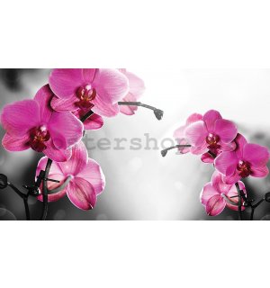 Fototapeta vliesová: Orchidej na šedém pozadí - 152,5x104 cm