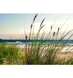 Fototapeta vliesová: Tráva na pobřeží (1) - 104x70,5 cm