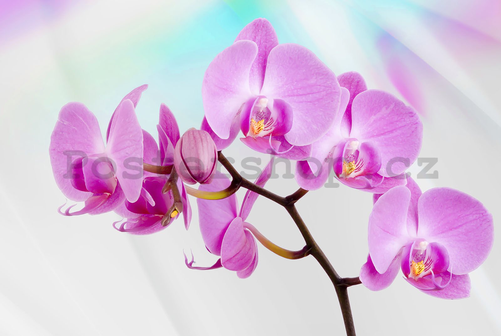 Fototapeta vliesová: Fialová Orchidea - 416x254 cm