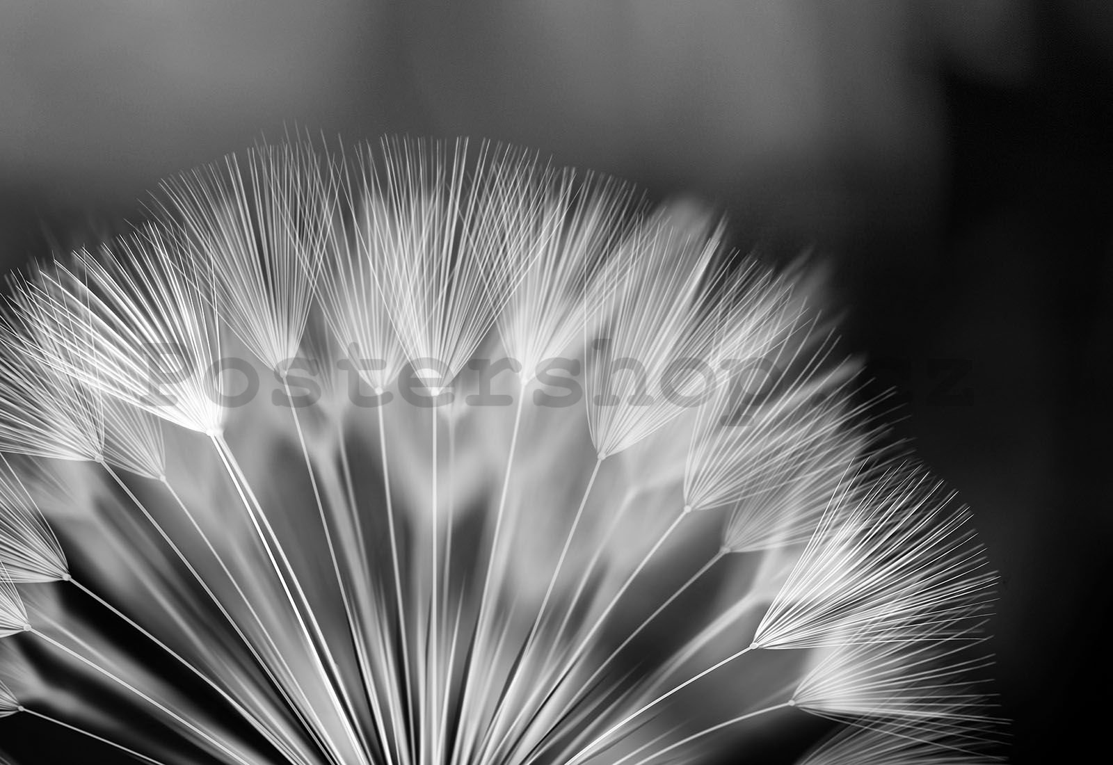 Fototapeta vliesová: Černobílá pampeliška - 416x254 cm