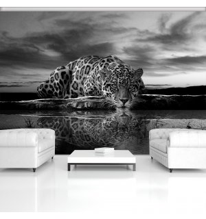 Fototapeta vliesová: Jaguar (černobílý) - 208x146 cm