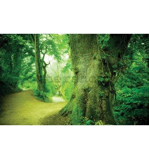 Fototapeta vliesová: Kouzelný les - 208x146 cm