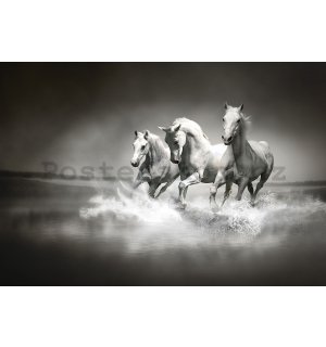 Fototapeta vliesová: Koně (1) - 208x146 cm