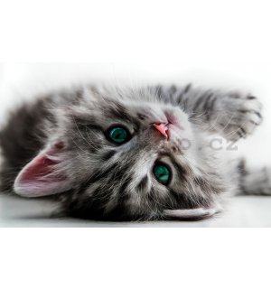 Fototapeta vliesová: Kočka - 104x70,5cm