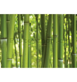 Fototapeta vliesová: Bambus - 400x280 cm