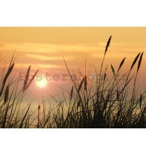 Fototapeta vliesová: Slunce na louce - 400x280 cm