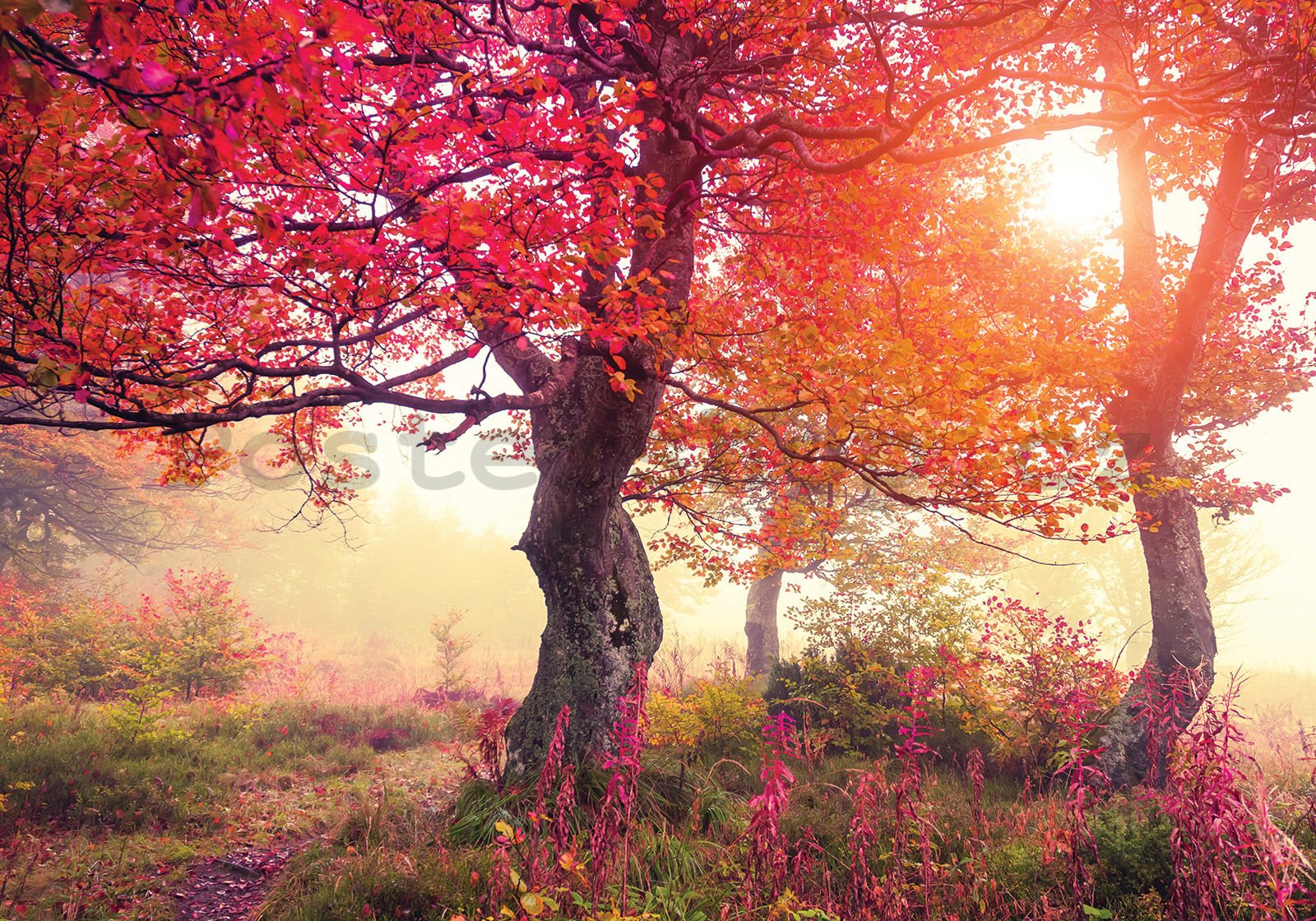 Fototapeta vliesová: Kvetoucí stromy - 400x280 cm