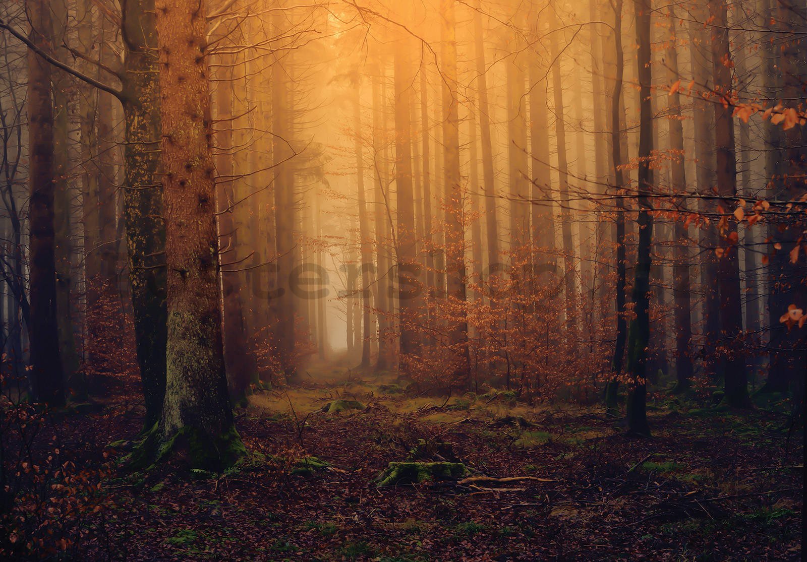 Fototapeta vliesová: Podzimní mlžný les - 416x254 cm