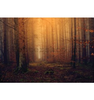 Fototapeta vliesová: Podzimní mlžný les - 254x184 cm