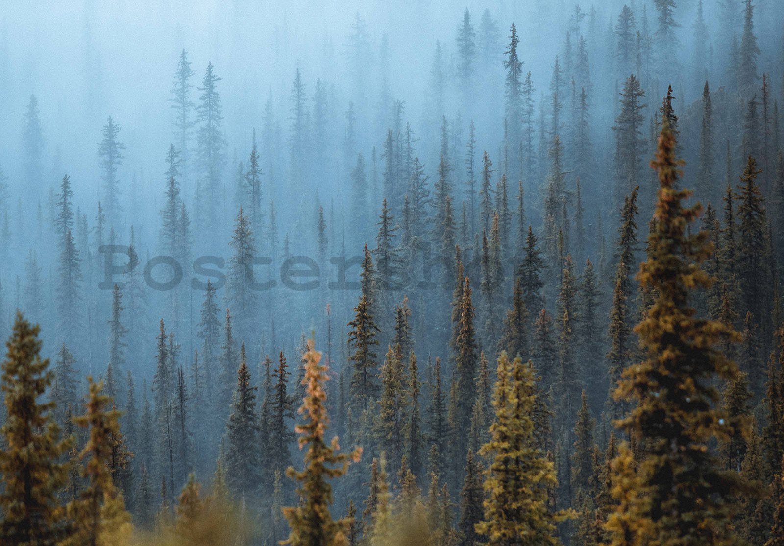 Fototapeta vliesová: Borovicový les (1) - 254x184 cm