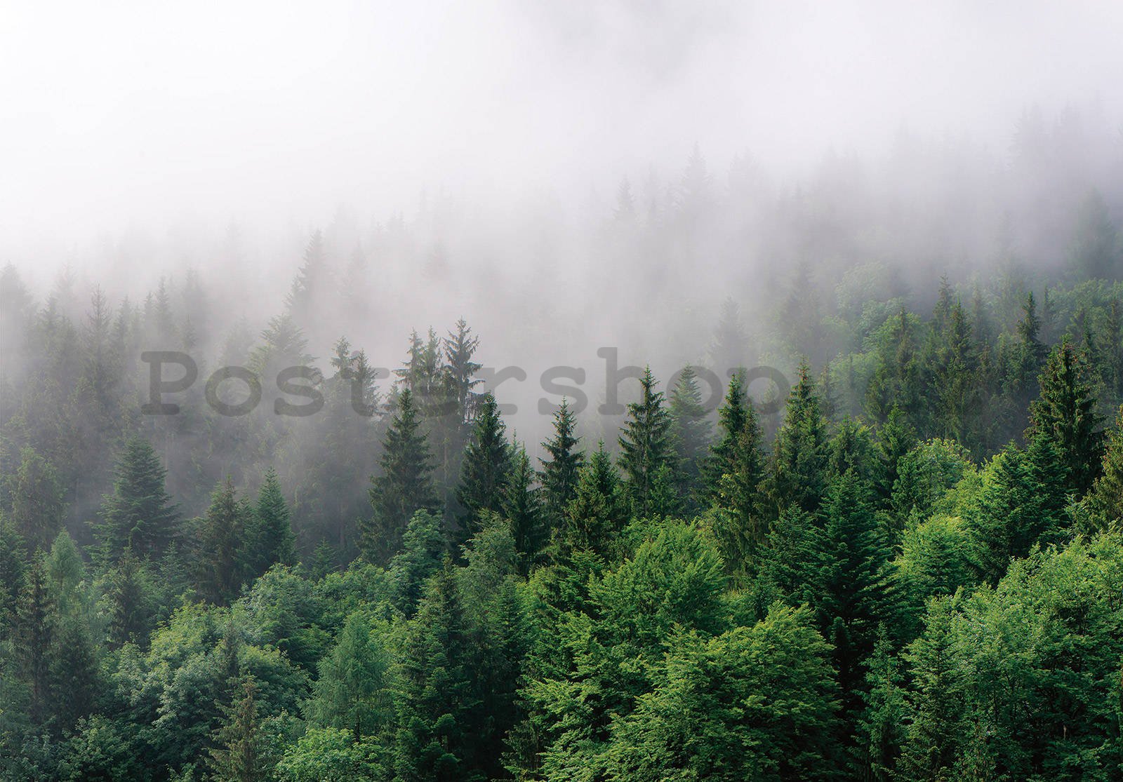 Fototapeta vliesová: Mlha nad lesem (2) - 368x254 cm