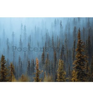 Fototapeta vliesová: Borovicový les (1) - 368x254 cm
