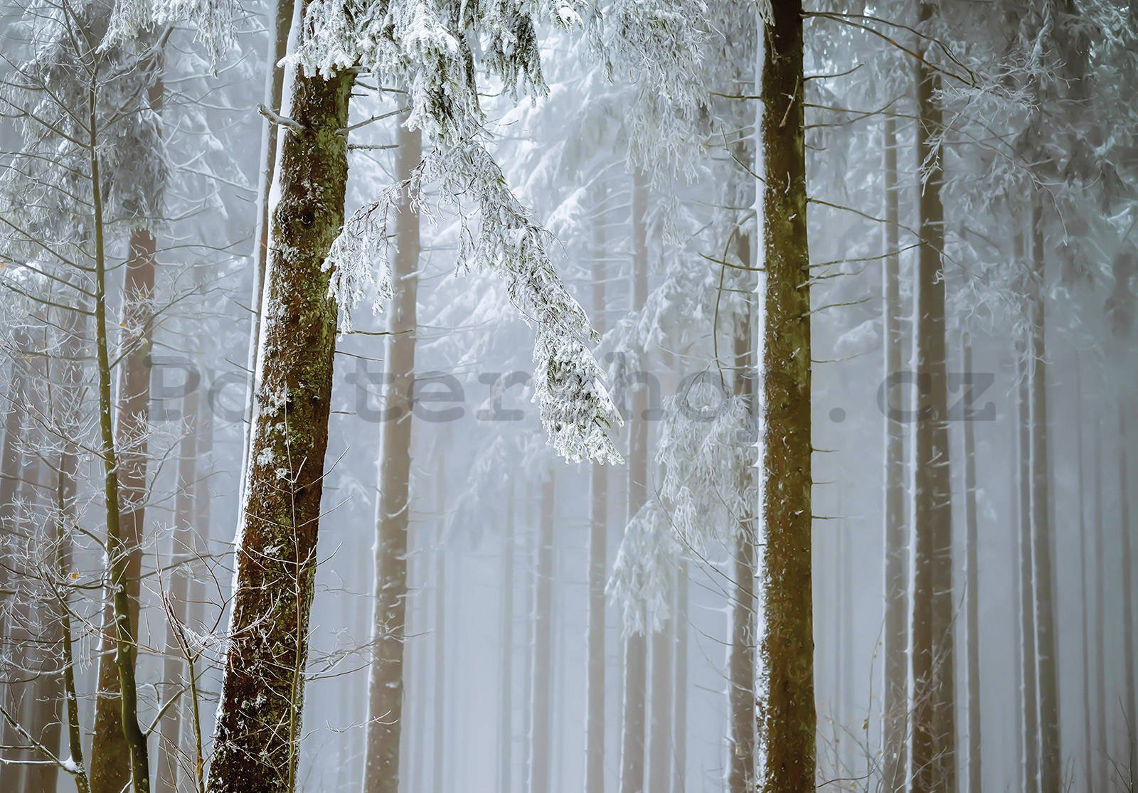 Fototapeta vliesová: Zasněžený jehličnatý les - 368x254 cm