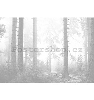 Fototapeta vliesová: Černobílý les (3) - 368x254 cm