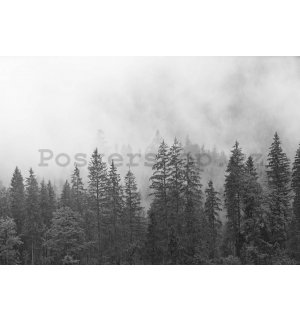 Fototapeta vliesová: Mlha nad černobílým lesem - 368x254 cm