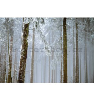 Fototapeta vliesová: Zasněžený jehličnatý les - 152,5x104 cm