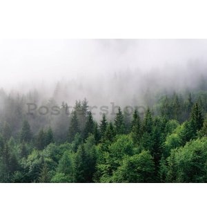 Fototapeta vliesová: Mlha nad lesem (2) - 104x70,5 cm