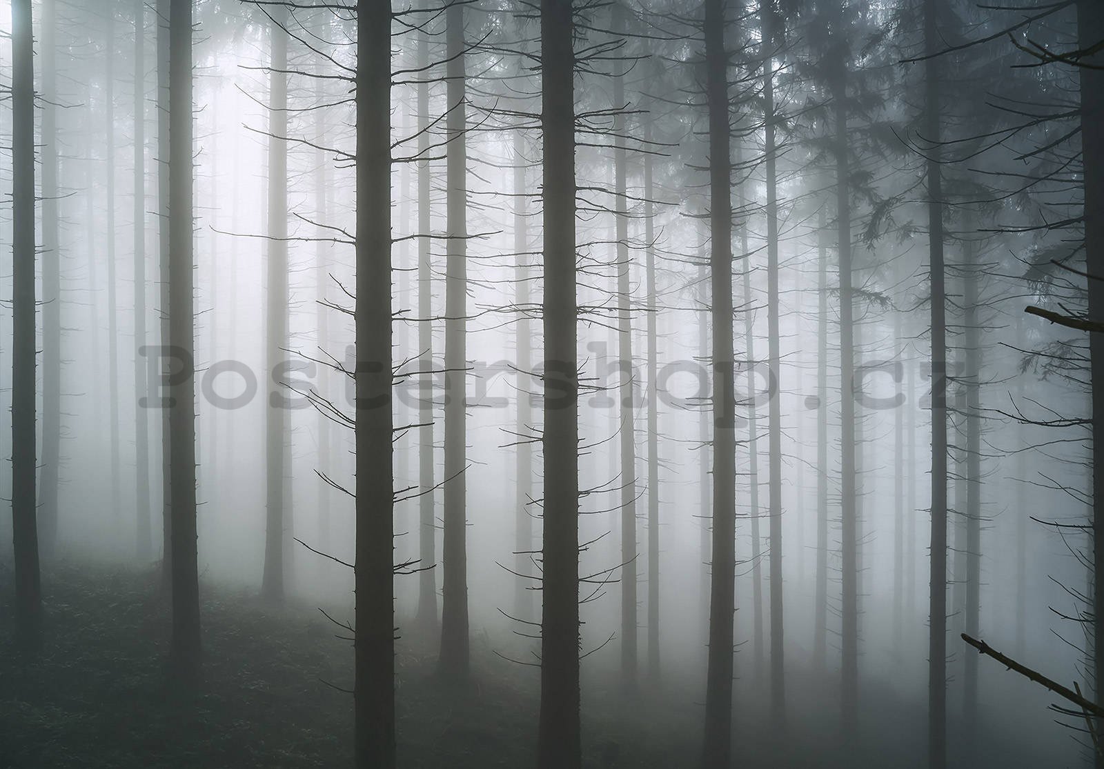 Fototapeta vliesová: Strašidelný les (1) - 416x254 cm