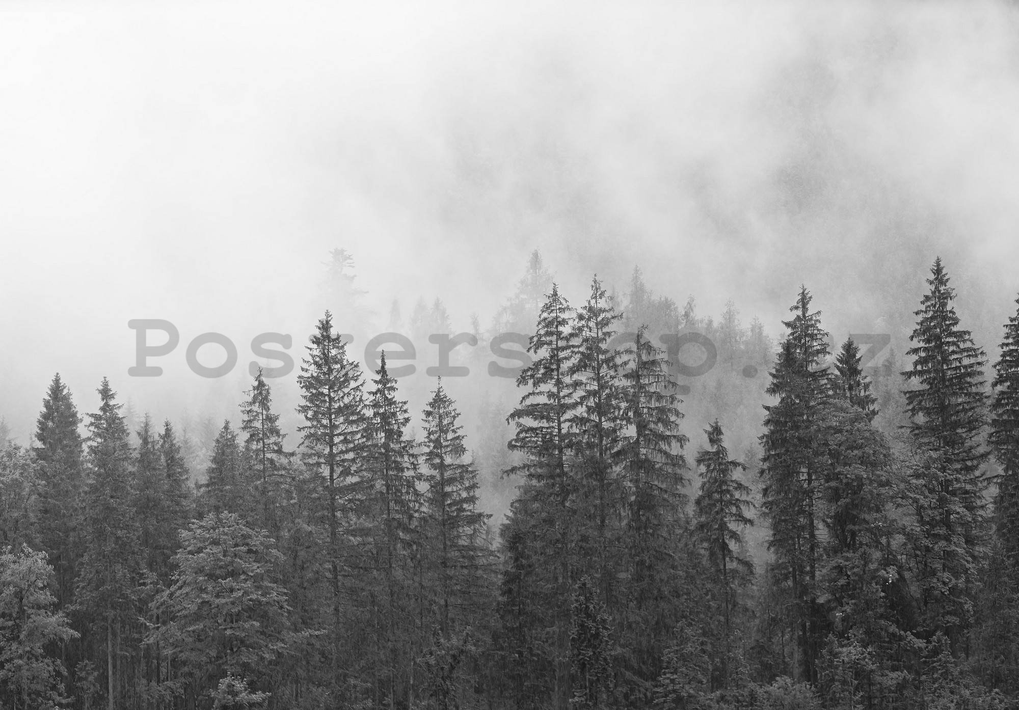 Fototapeta vliesová: Mlha nad černobílým lesem - 416x254 cm