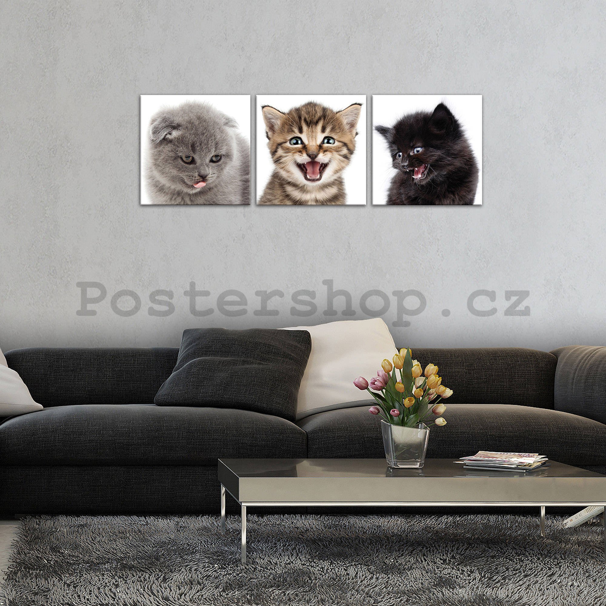 Obraz na plátně: Koťata (1) - set 3ks 25x25cm