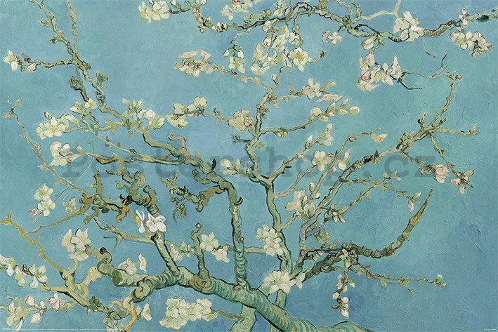 Plakát - Van Gogh, Mandlové květy