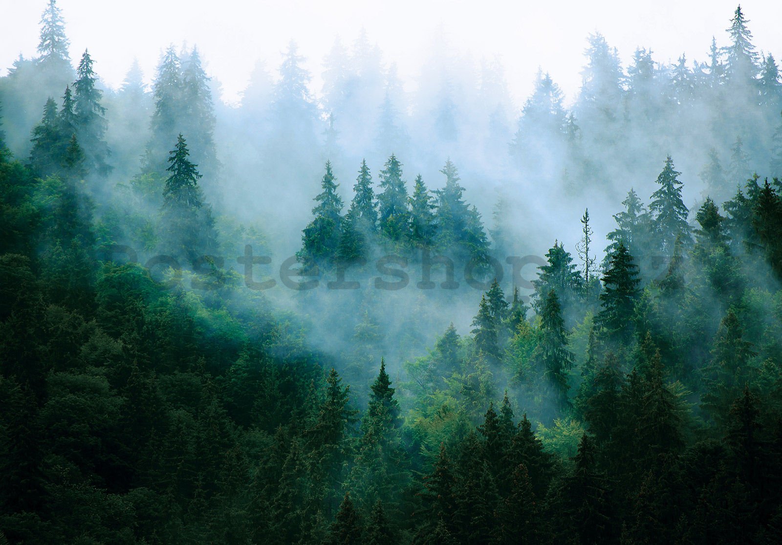 Fototapeta vliesová: Mlha nad lesem (3) - 254x184 cm