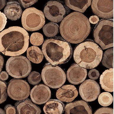 Vinylová omyvatelná tapeta dřevo kmeny stromů