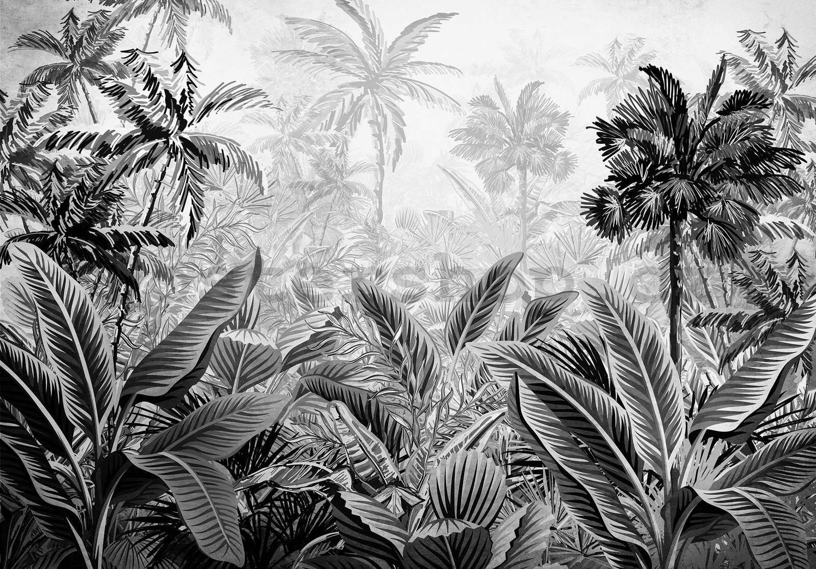 Fototapeta vliesová: Palmy a kapradí (černobílé) - 254x184 cm