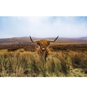 Fototapeta vliesová: Skotský náhorní skot (1) - 254x184 cm