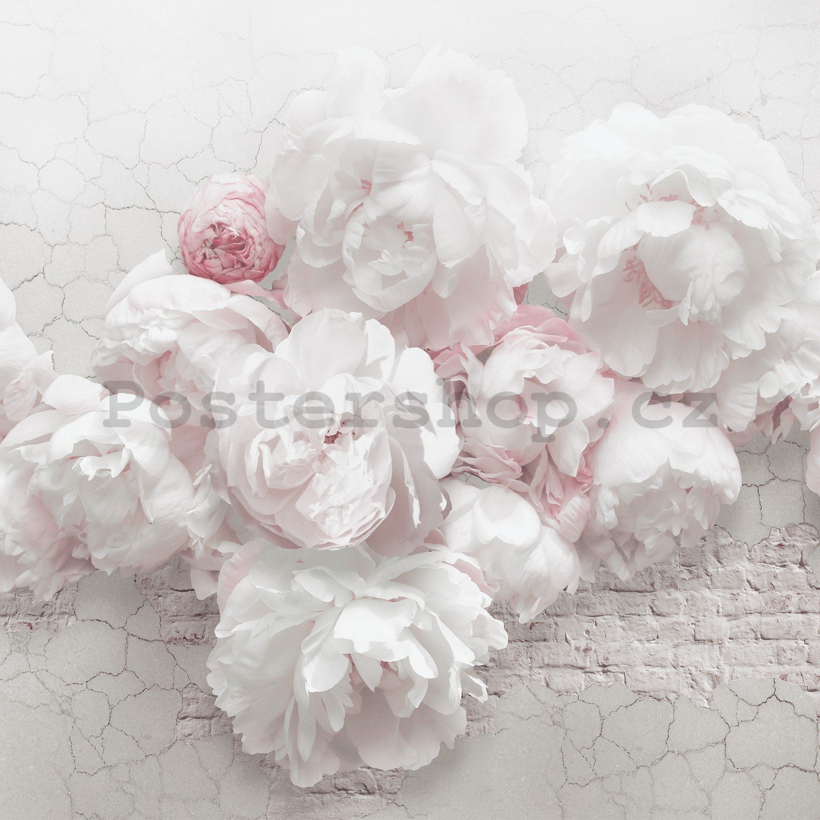 Fototapeta vliesová: Bílé růže na zdi - 254x184 cm