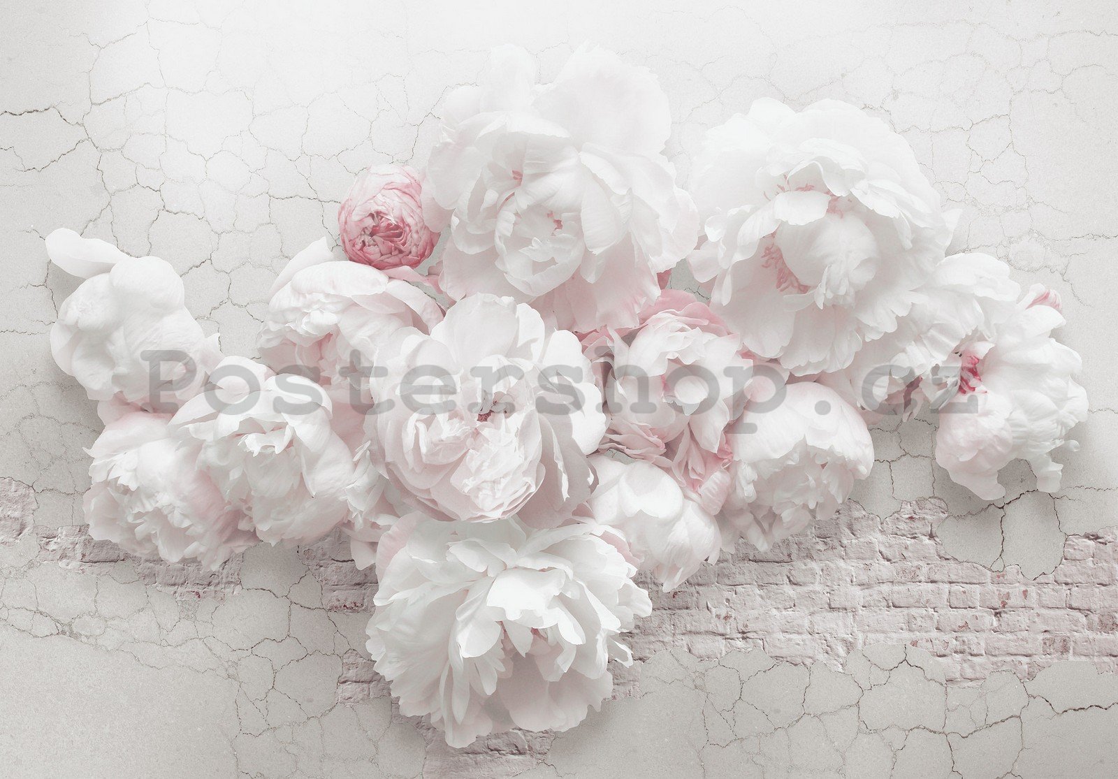Fototapeta vliesová: Bílé růže na zdi - 254x184 cm