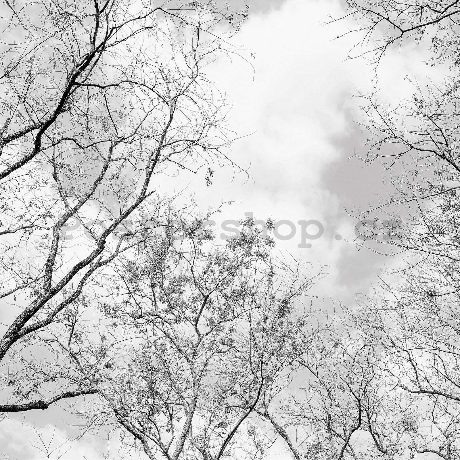 Fototapeta vliesová: Zimní obloha - 254x184 cm