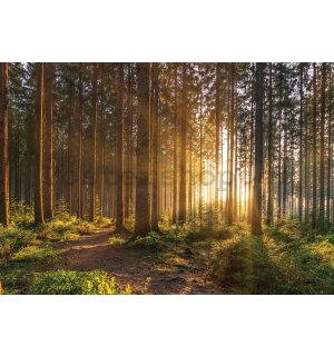 Fototapeta vliesová: Západ slunce v lese (2) - 254x184 cm