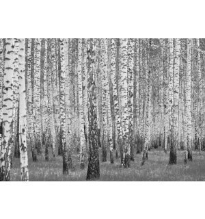 Fototapeta vliesová: Černobílé břízy - 254x184 cm