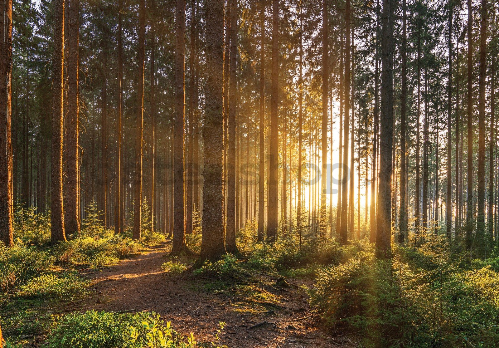 Fototapeta vliesová: Západ slunce v lese (2) - 368x254 cm