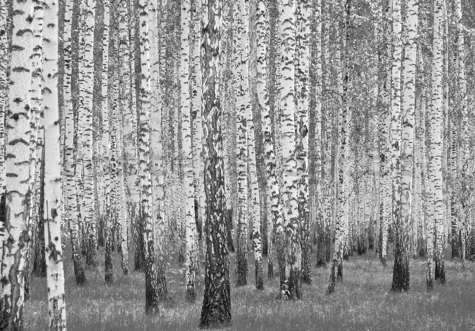 Fototapeta vliesová: Černobílé břízy - 368x254 cm