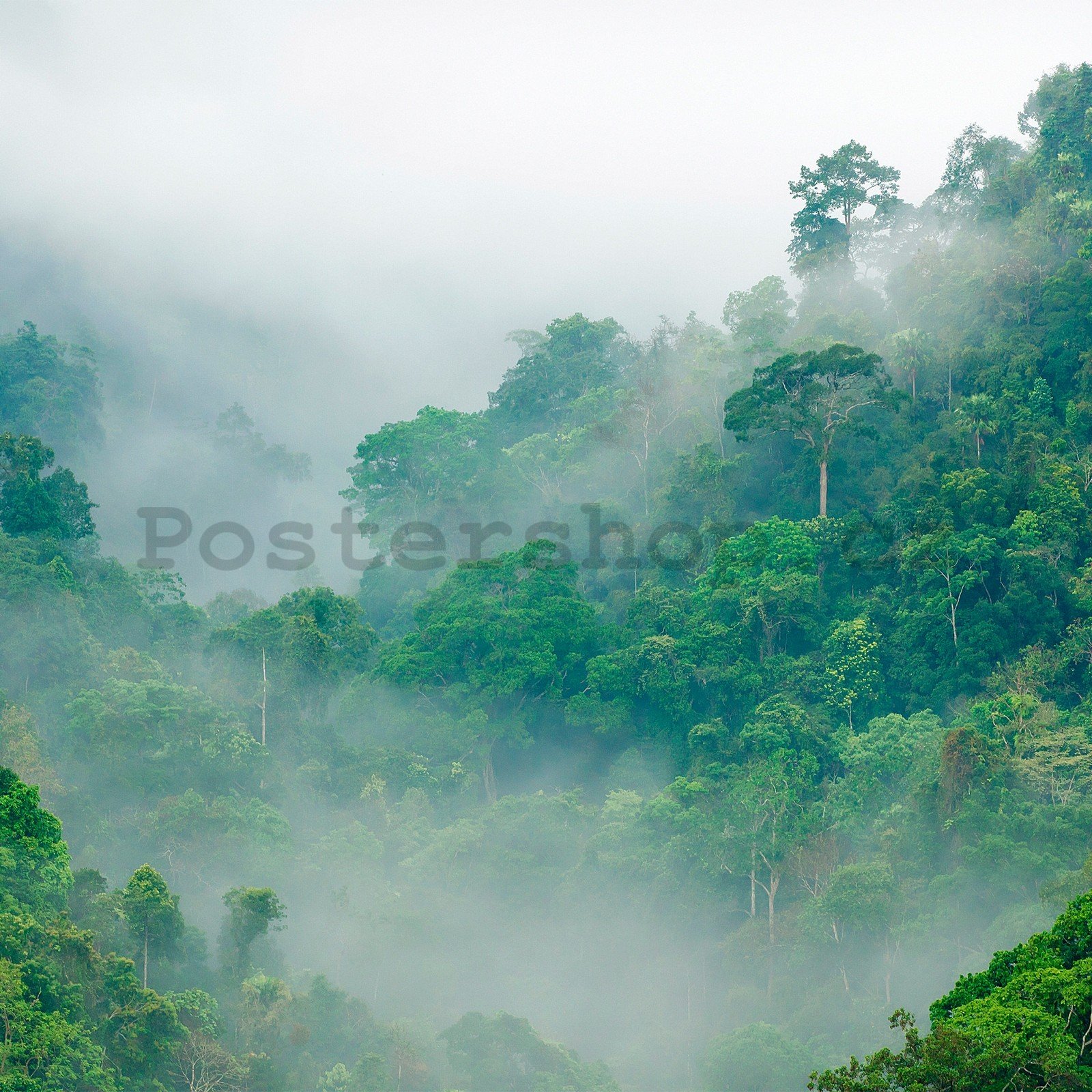 Fototapeta vliesová: Deštný prales - 152,5x104 cm