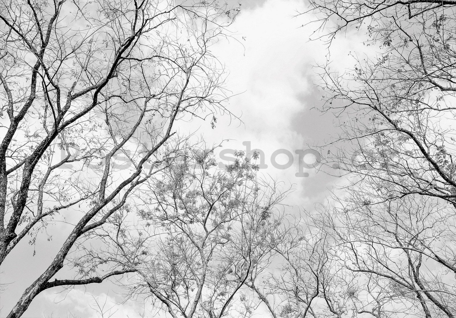 Fototapeta vliesová: Zimní obloha - 416x254 cm
