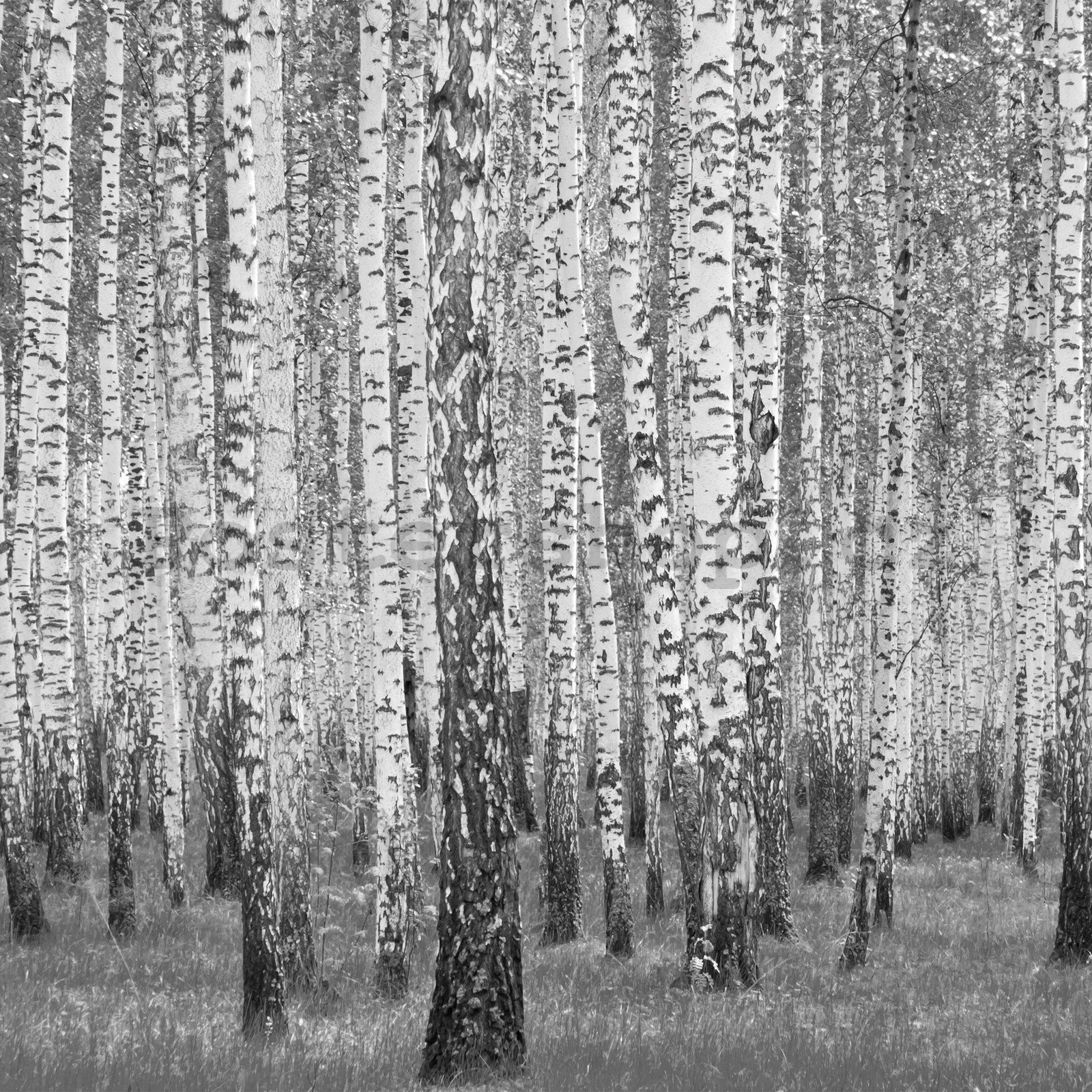 Fototapeta vliesová: Černobílé břízy - 416x254 cm