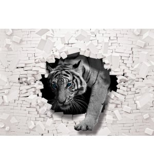 Fototapeta vliesová: Tygr ze zdi - 254x184 cm