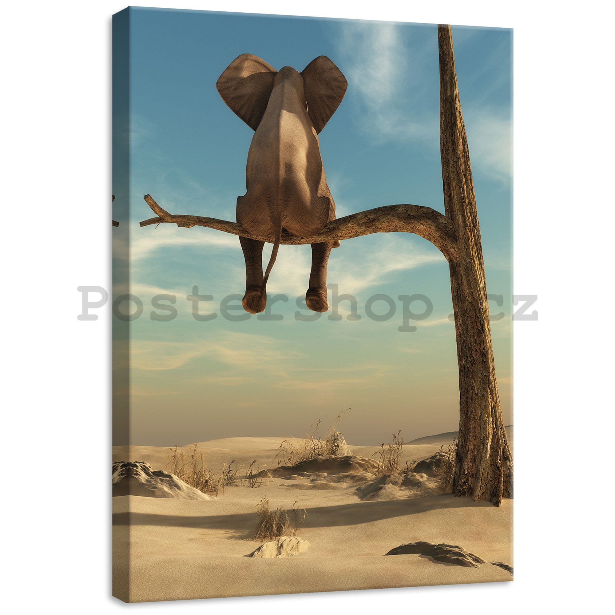 Obraz na plátně: Slon na stromě - 50x70 cm