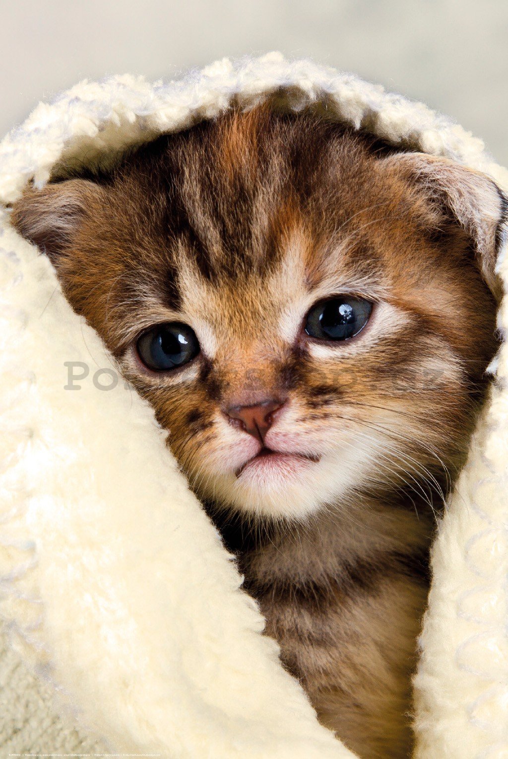 Plakát: Kotě v ručníku