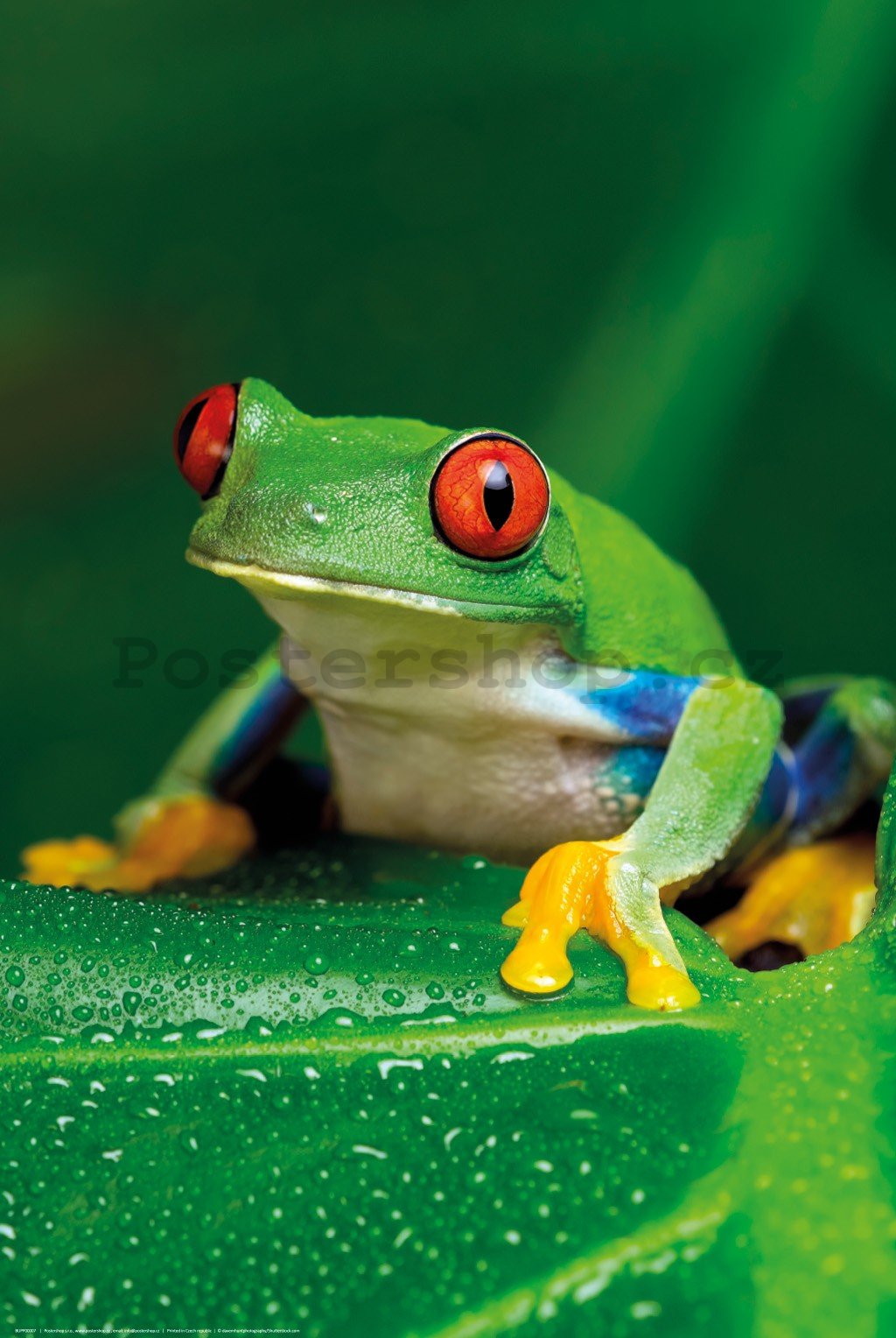 Plakát: Zelená žaba