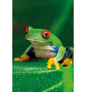 Plakát: Zelená žaba