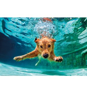 Plakát: Pes pod vodou