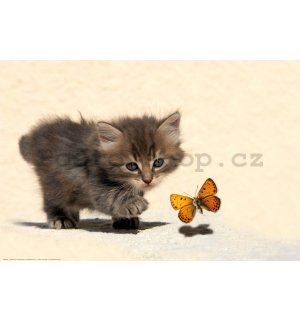 Plakát: Kotě a motýl