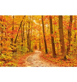 Plakát: Barvy podzimu (les)